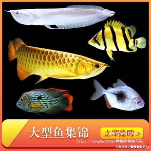 �𴬽����_�h�Ꭷ�^�p�~�W�^�~�~�t���~wlb��ˮ؈���~�؈D�~