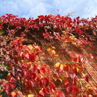 Wholesale Climbing Plant Ground Brocade Five-Leaf Ground Brocade, Creeper Climbing Plant, Cold-Resistant and Drought-Resistant Wall Climbing Expert