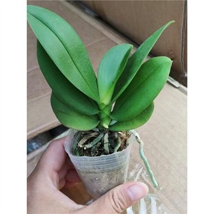 �����m���玧���������������m������͏d�҃�ֲ�ﻨ���ļ����B��