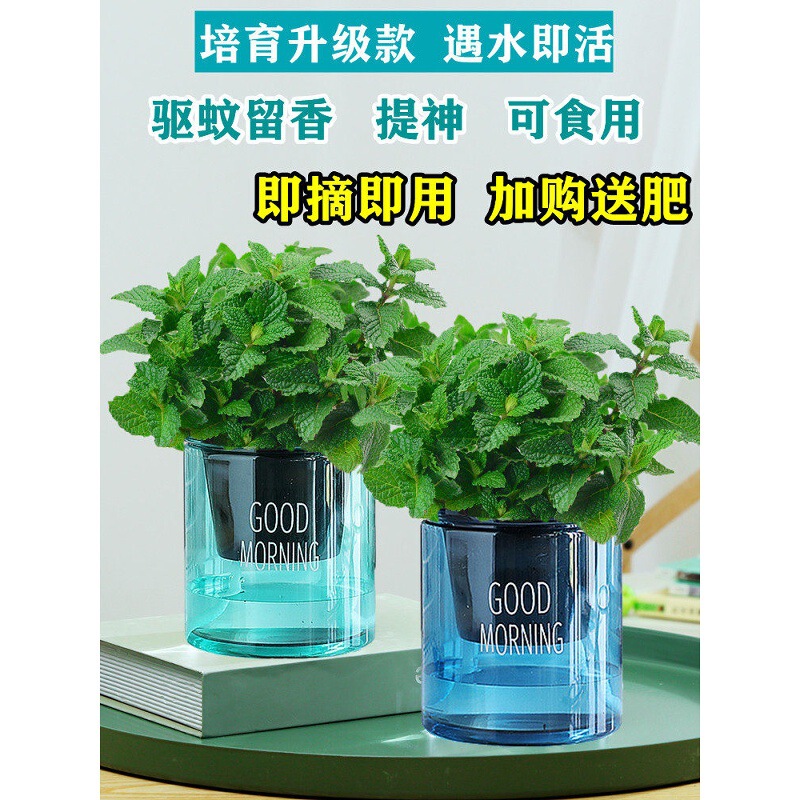 Edible lemon mint leaf hydroponic plant, rosemary green plant, indoor potted flower, mosquito-repellent plant Edible lemon mint leaf hydroponic plant, rosemary green plant, indoor potted flower, mosquito-repellent plant