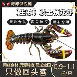 波士顿龙虾加拿大波龙海鲜水产商用鲜活冷冻1斤/只加拿大直供