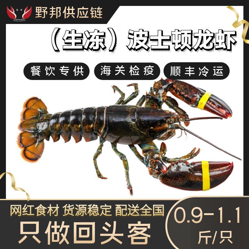 Boston Lobster Canadian Lobster Seafood Aquatic Products Commercial Fresh Frozen 0.5kg / Piece Direct Supply from Canada Boston Lobster Canadian Lobster Seafood Aquatic Products Commercial Fresh Frozen 0.5kg / Piece Direct Supply from Canada