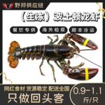 波士顿龙虾加拿大波龙海鲜水产商用鲜活冷冻1斤/只加拿大直供