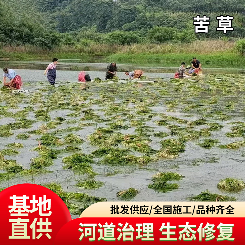 苦草基地批发水生沉水植物鱼塘虾塘水葱净化水质河道治理苦草种苗