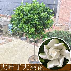 栀子花苗室内阳台盆栽独杆庭院四季开花浓香大小叶牡丹栀子花树苗