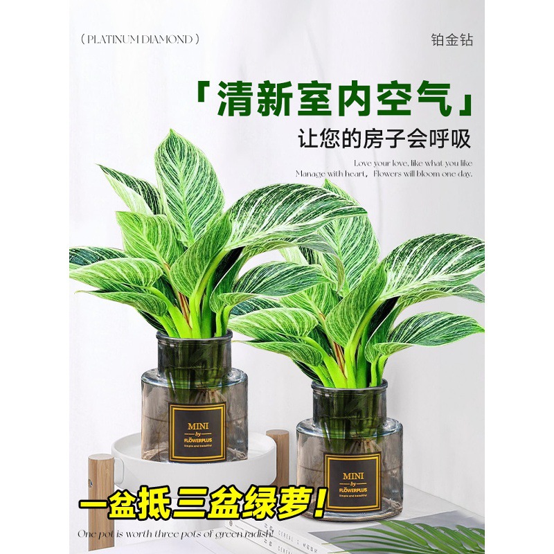 铂金钻水培植物室内好养大叶金钻绿公主盆栽带花苞蔓绿绒花卉绿植