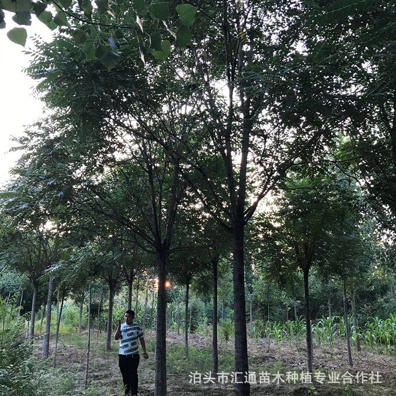 椿树 工程绿化苗木椿树 椿树苗 大棚露天可种植 香椿树 椿树-阿里巴巴