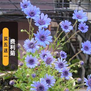 Feli Seed 100 Blue Margaret Special Leaf Blue Daisy Flower Seeds Flower Bed Balcony Potted Sowing in Spring and Autum