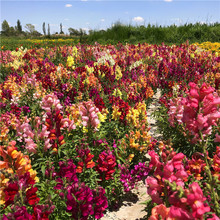 ~ݻNӻﲥ_޸ļN׻ͺͰ