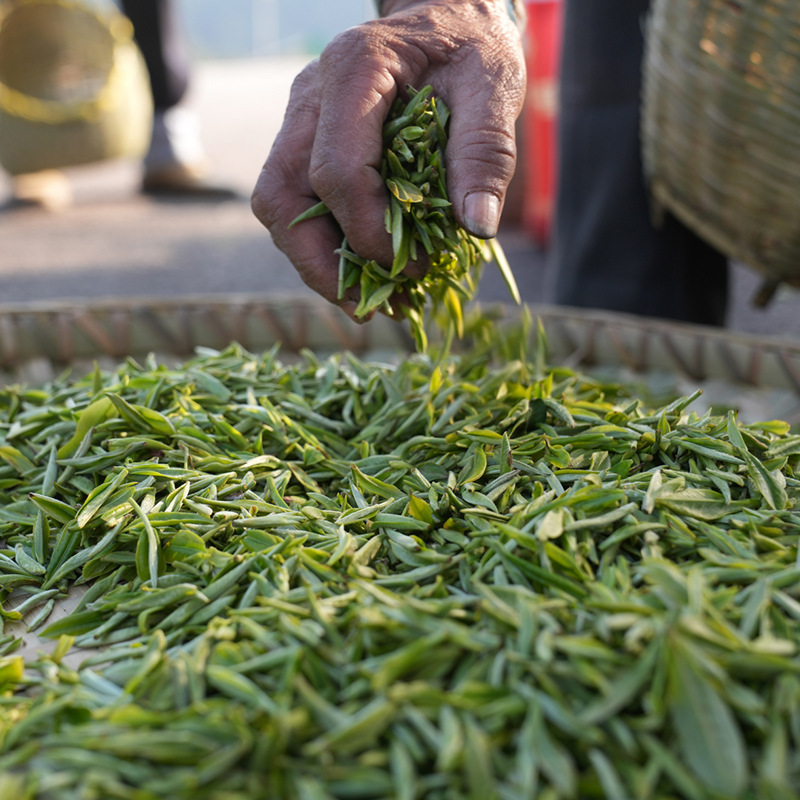 金雲甘茶木生姜葉柯無形文化遺産茶バルク 2025 新茶メーカー卸売|undefined