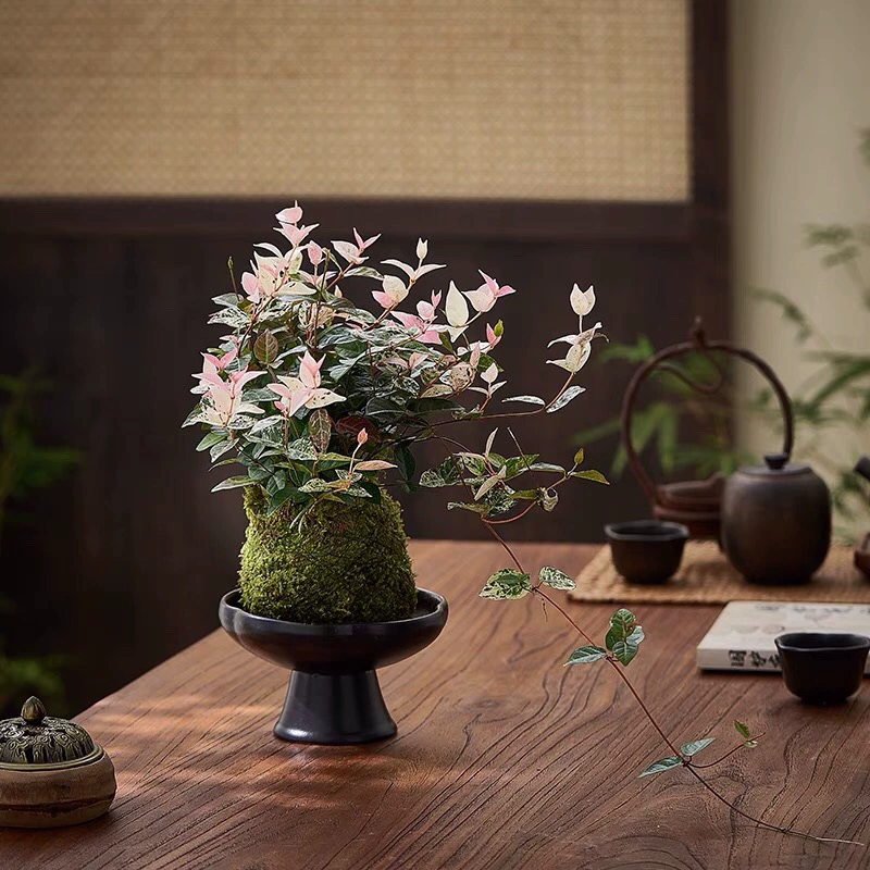 Цветочный лист, камень, мох, шар, красочный зеленый вьющийся цветок, комнатный цветок, офисный настольный бонсай, цветет в любое время года