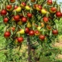 沾化嫁接庭院种植冬枣苗