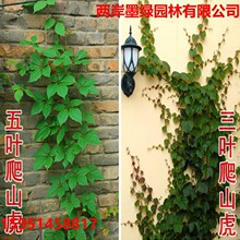 ��ɽ����������ֲ��ͥԺ�����҃����~�tɫ��ɽ�����ļ������~����