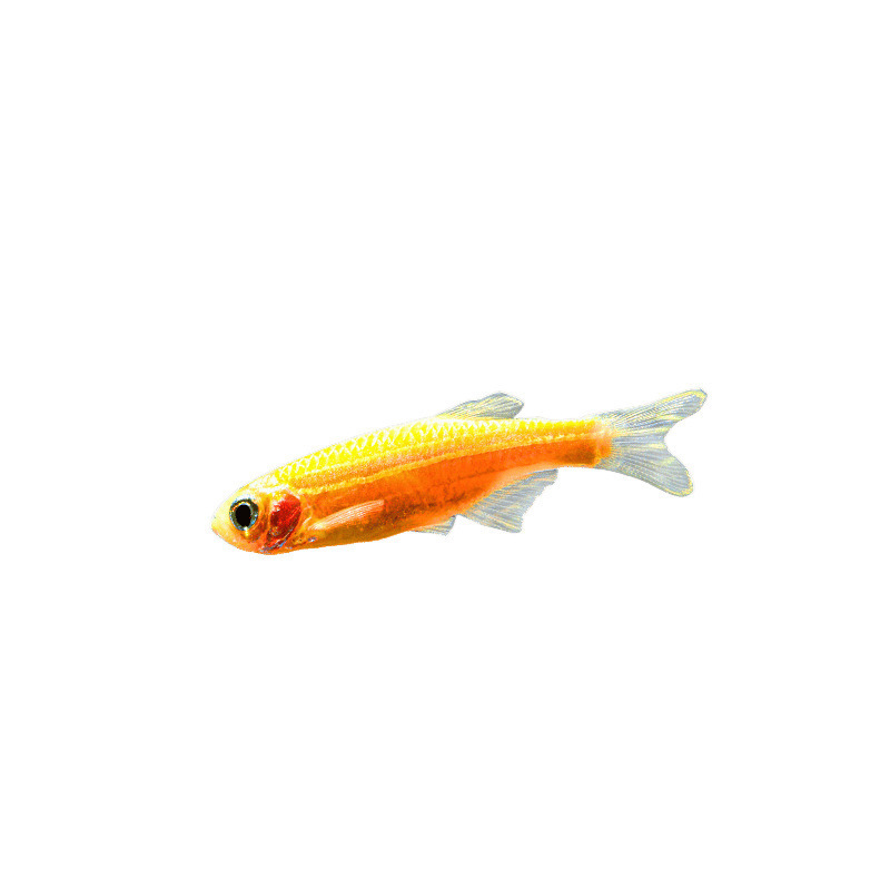 Lamko Fishは稚魚の飼育に適しており、生き残りやすい、淡水観賞魚、小さな孔雀、ゼブラフィッシュ、大型熱帯魚です。|undefined
