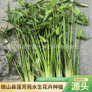 Aquatic Plants Alisma Seedlings Wholesale Perennial White Flower Alisma Planting Easy to Survive