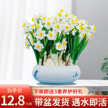 漳州水仙花种球盆栽室内水养花卉植物水培风信子球根四季开花好养