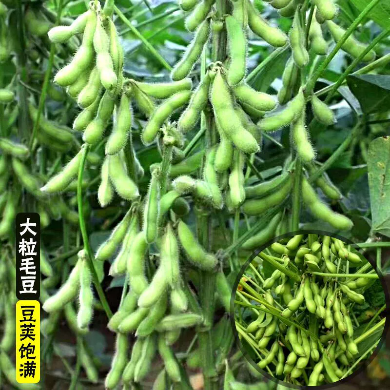 Крупнозернистые свежие стручки без ГМО Семена сои для овощей Ферма Желтая соя Высокая урожайность Четыре сезонных посева Семена овощей