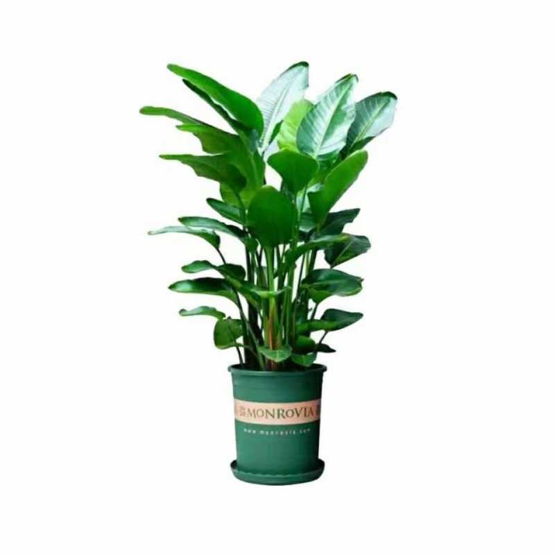 黑美人万年青盆栽喜阴室内植物好养易种活的绿植水培开花花卉大颗 报价 阿里巴巴