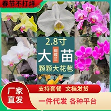 һ�����l��Ϻ����m���Ԏ��󻨰�2.8�绨�����͏d�҃�ֲ����B