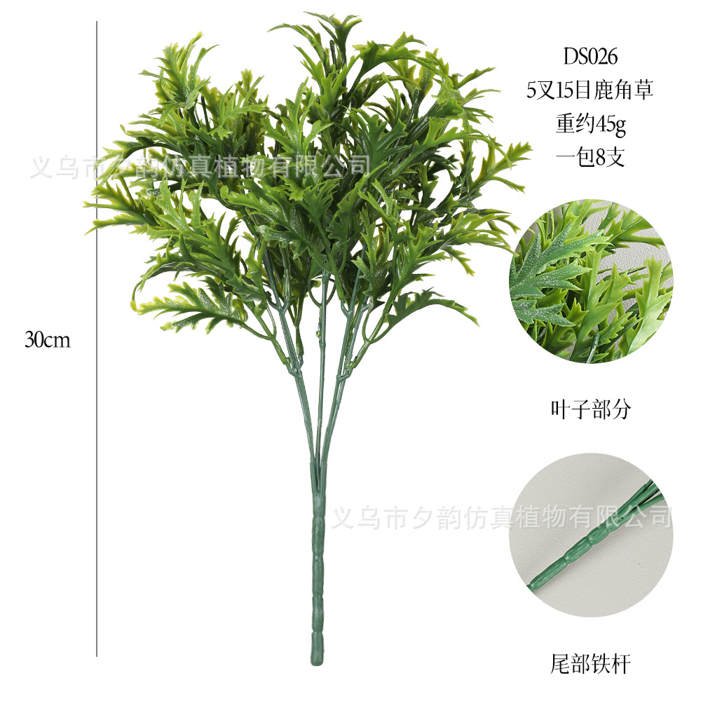 DS026-밝은 녹색 5갈래 고사리