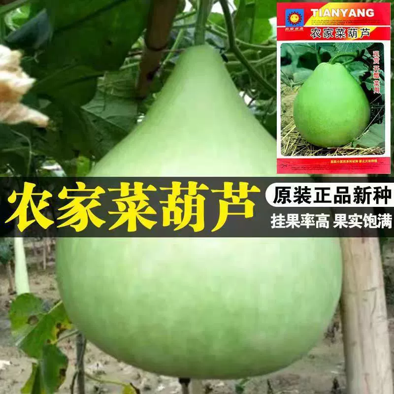 Съедобные семена тыквы Большая тыква тростника тростника