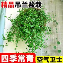 ǧ~mļk̨ͥԺֲbcYGֲ