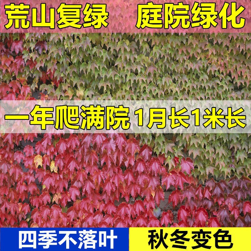 爬藤植物苗大苗爬墙虎室外楼顶屋顶隔热植物快速四季遮阳七彩耐寒