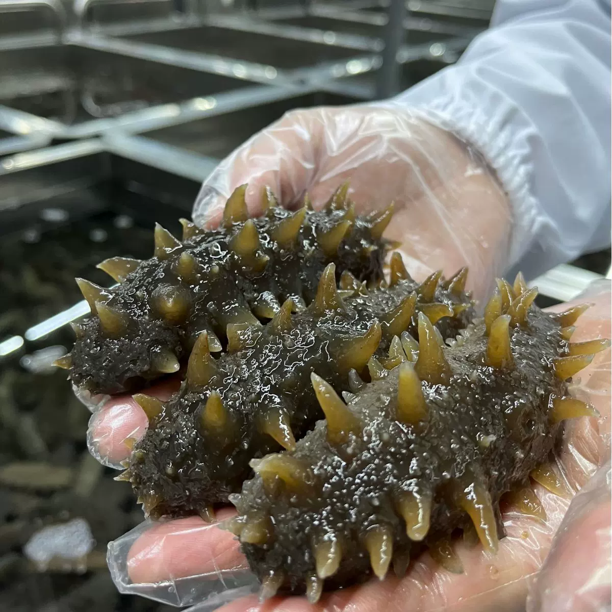 【一件代发】大连即食海参高品质冷冻海鲜食劲道辽刺参源头工厂