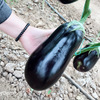 Purple canal eggplant eggplant seeds farmland vegetable garden vegetables spring and autumn cultivation purple eggplant seeds are easy to plant meat thick and early maturity