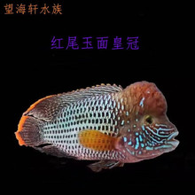 红尾皇冠鱼热带观赏鱼活体大型鱼长寿鱼蓝面财神鱼起头玉面皇冠鱼