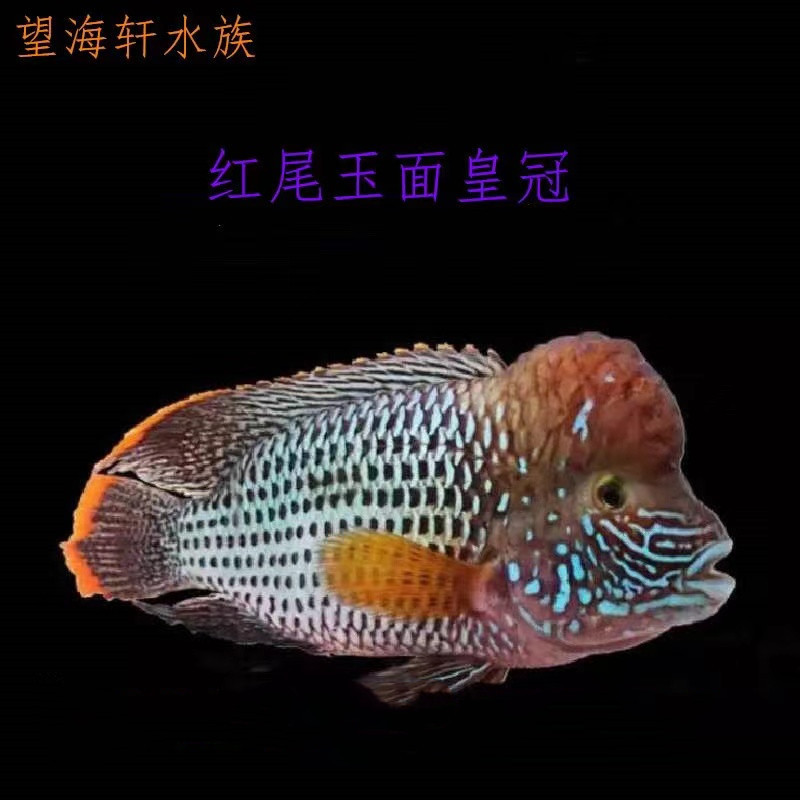 Red-Tailed Crown Fish, Tropical Ornamental Fish, Live Large Fish, Longevity Fish, Blue-Faced Fortune Fish, Head-Raising Jade-Faced Crown Fish