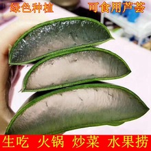 芦荟食用芦荟盆栽新鲜芦荟叶食用芦荟多肉可食用芦荟 植物美容院