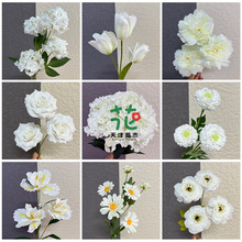 2025ɫϵٻ滨YÝMǺmõSl羳