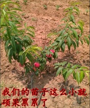 ��������������������ˮ���Ҽ޽��Ҙ��箔��Y���Ϸ������NֲͥԺ