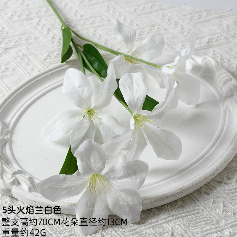 5 헤드 불꽃 난초 흰색