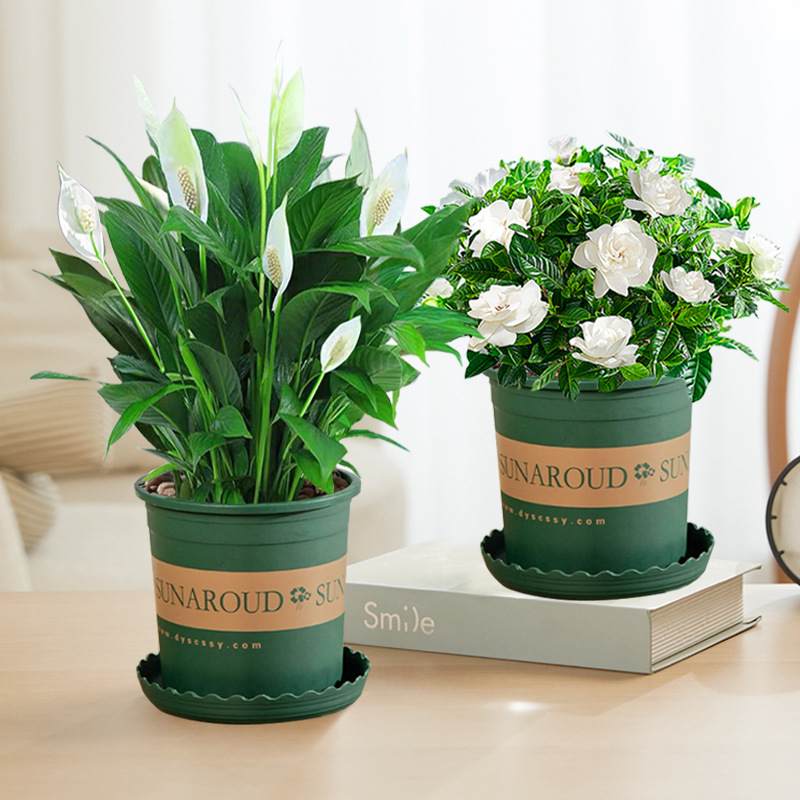 [싹포함] 프리미엄 치자나무 + 화이트 팜(갤런 화분) + 영양액