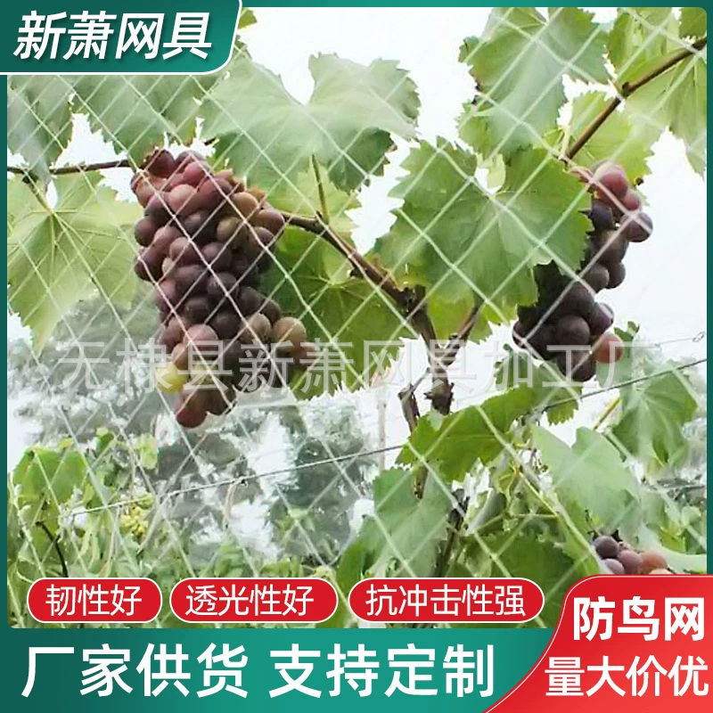 Виноградник анти-птица чистая просо анти-птица чистая фабрика Садовый сад Анти-птица чистая Вишня анти-птица чистая