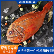新西兰冷冻长寿鱼加吉鱼喜宴橙鲷鱼10kg深海鲜刺身婚宴清蒸泼鲅鱼