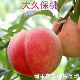 ������ ��ñ��Ҙ��� �ñ�����ˮ������ �޽����� ���@�Nֲ ����