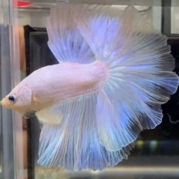 Grade A quality pure white glass tail + fish food