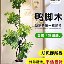 ���_ľ�͏d���������҃����ʽֲ������ľ�Z�Ʋ�˷���ؔ������