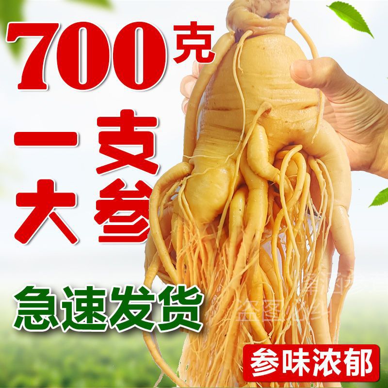 Ginseng