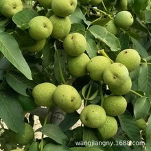 核桃树苗嫁接果树苗南方北方种植薄皮薄香1号核桃苗地栽当年结果