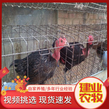貴州斗雞養殖場批發多種斗雞 南方斗雞批發價格  斗雞品種