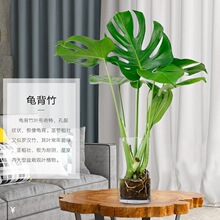 水培植物耐阴室内常青观叶桌面老桩好养龟背竹盆栽大叶绿植绿萝养