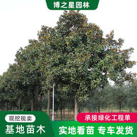 红白黄白玉兰树苗基地批发园林行道点缀绿化树苗庭院观赏广玉兰树