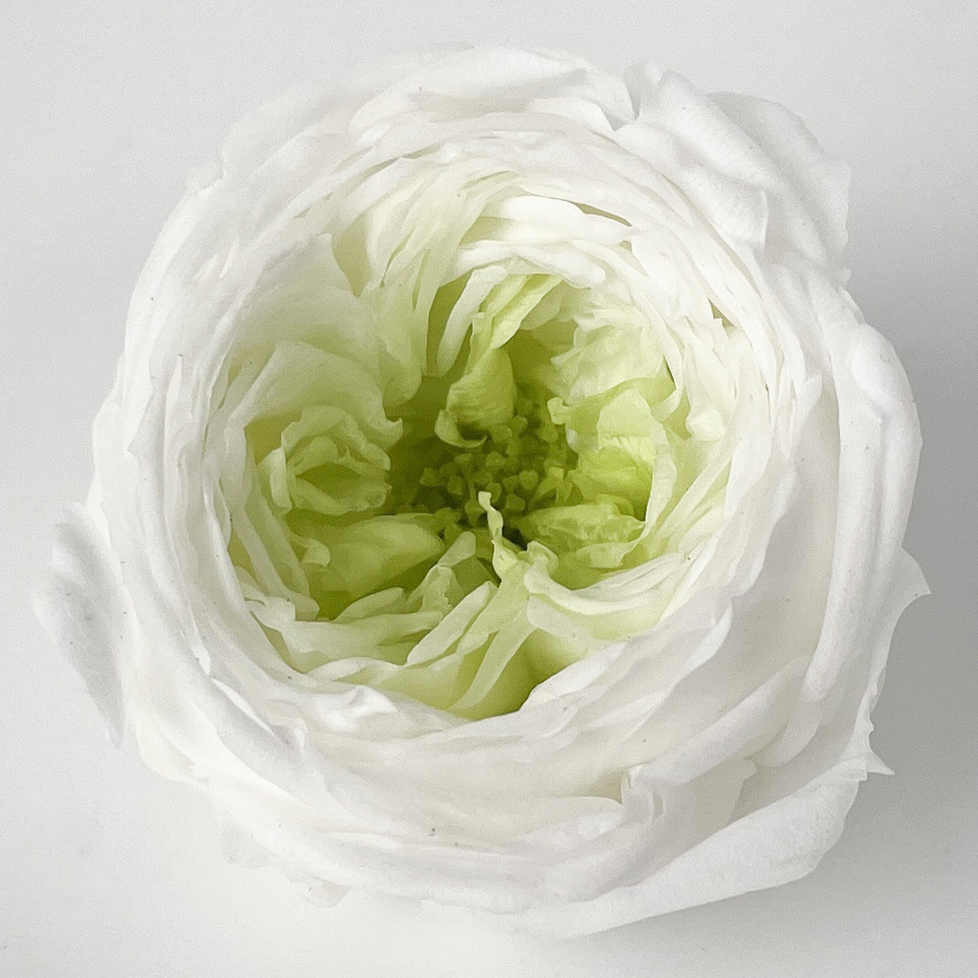 Grado A 3 - 4cm blanco más corazón verde 10 flores / caja