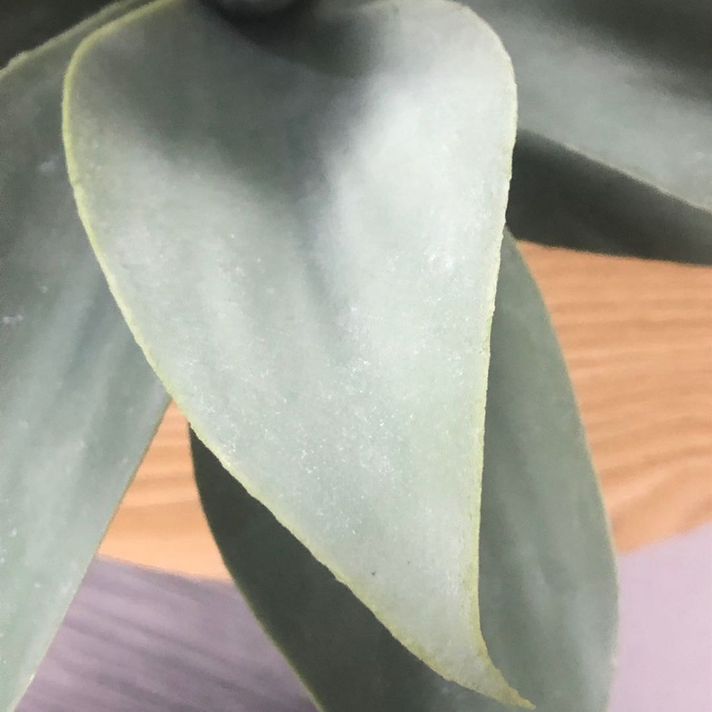 Simulación Crown Orchia Desktop Planta en maceta pequeña Simulación en maceta Oriente Medio Modelo de venta caliente Simulación Crown Orchia Árbol pequeño