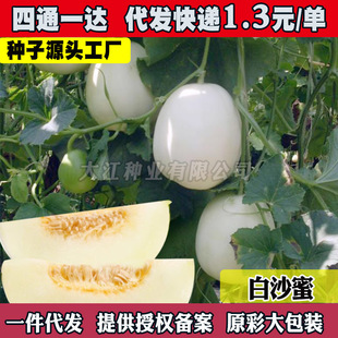 ��ϰ�ɳ�۷N������ϷN�ӷNֲ�ļ��̨�������L�߲˷N�Ӵ�ȫ