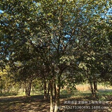 ���|С�~�Ә� С�~�Ә���� �е��L�������~��ľҎ��ȫ�r��